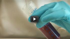 Looking for genes in the lab