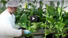 Plants to farm drugs Plants to farm drugs