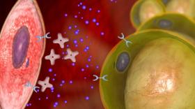 Ajuda a reduir el greix abdominal!