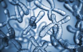 Une question de gènes