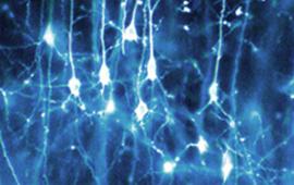 Reflexions sobre Salut Mental